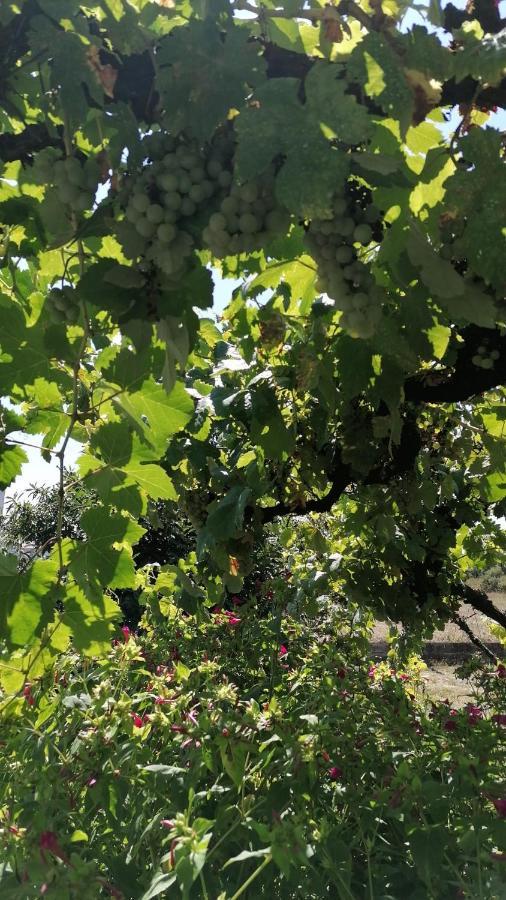 몬포르테데레모스 Morin Grey Casa En El Corazon De La Ribeira Sacra 빌라 외부 사진